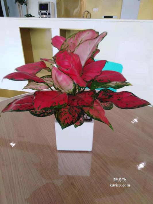 廣州酷易搜 花卉綠植租借，為生活與辦公注入自然活力