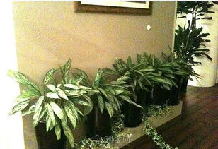 南昌辦公空間煥新方案 綠植租賃與辦公設備一站式服務